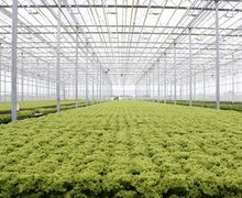 Голландці вкладають 600 тис. євро в український салат